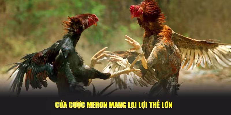 Cửa cược meron mang lại lợi thế lớn