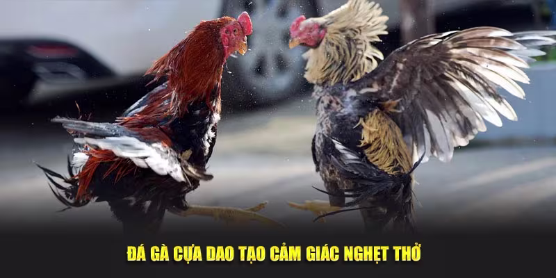 Đá gà cựa dao tạo cảm giác nghẹt thở