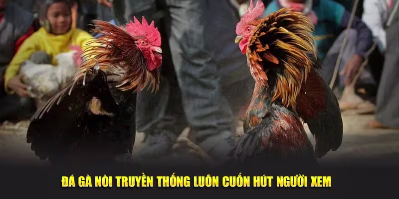 Đá gà nòi truyền thống cuốn hút người xem