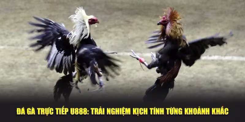 đá gà trực tiếp U888