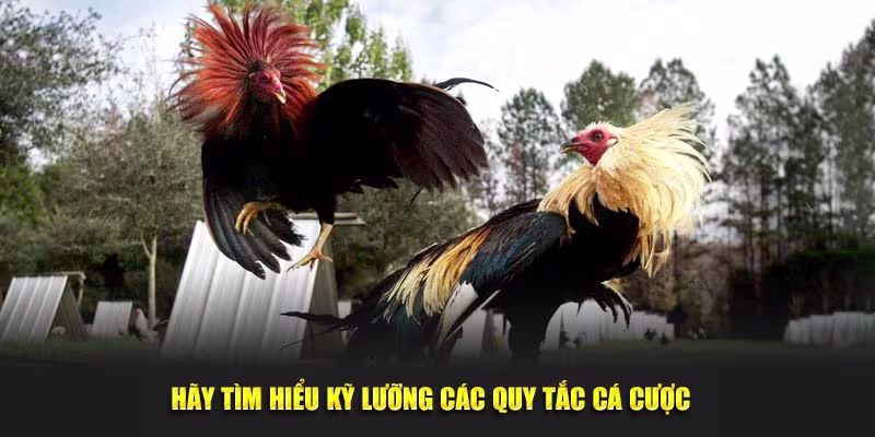 Nên tìm hiểu kỹ lưỡng những nguyên tắc