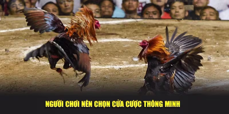 Người chơi nên chọn cửa cược thông minh