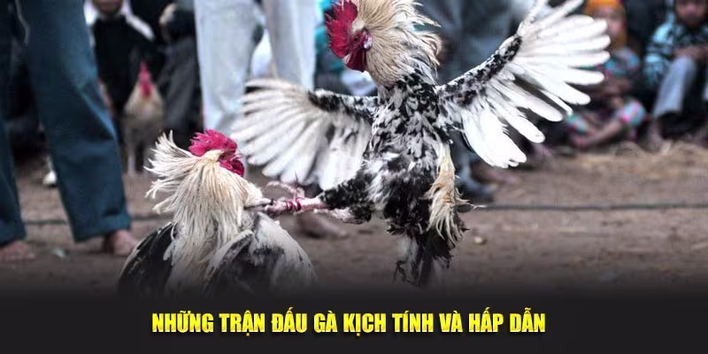 Những trận đấu gà kịch tính và thú vị