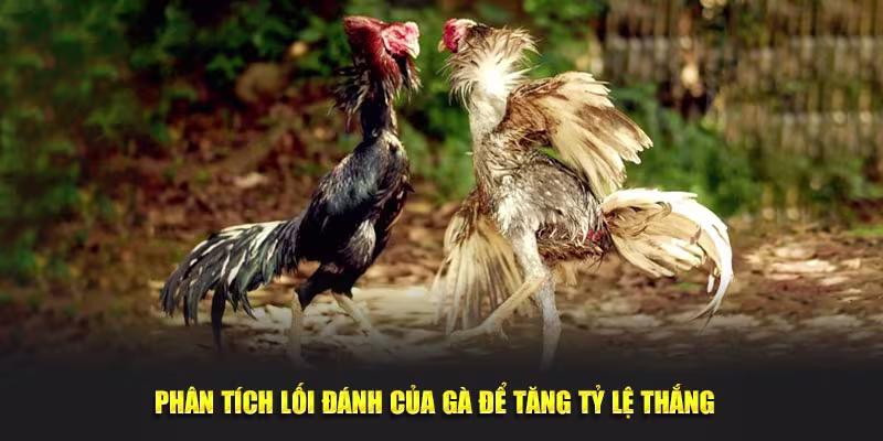 Phân tích lối đánh của gà