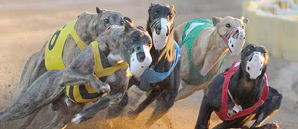 Nghiên cứu kỹ các chú chó sẽ tham gia cuộc đua