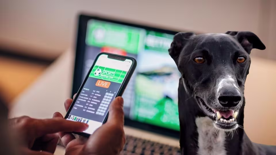 Cược đua chó có sức giải trí cao